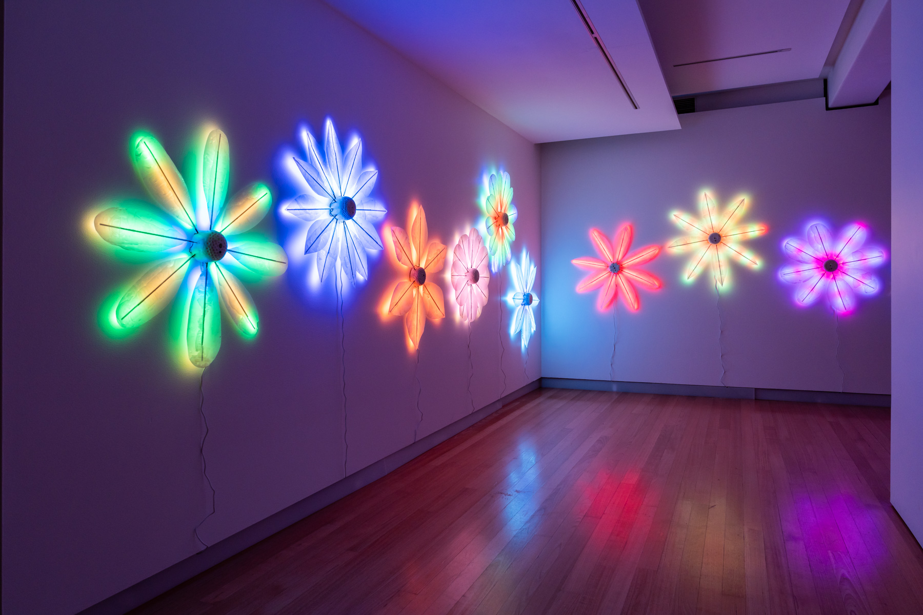 Glowing light sculptures shaped like flowers hanging on two white walls in a gallery